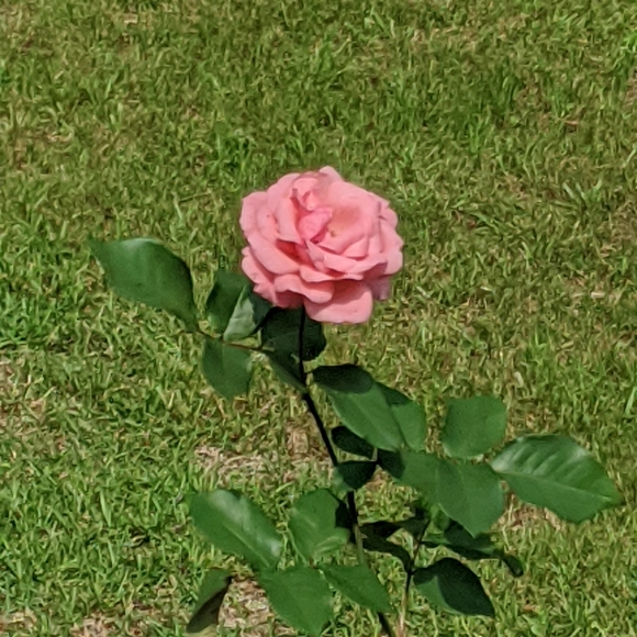 π FruitBiscuit - Picture 1 of 1